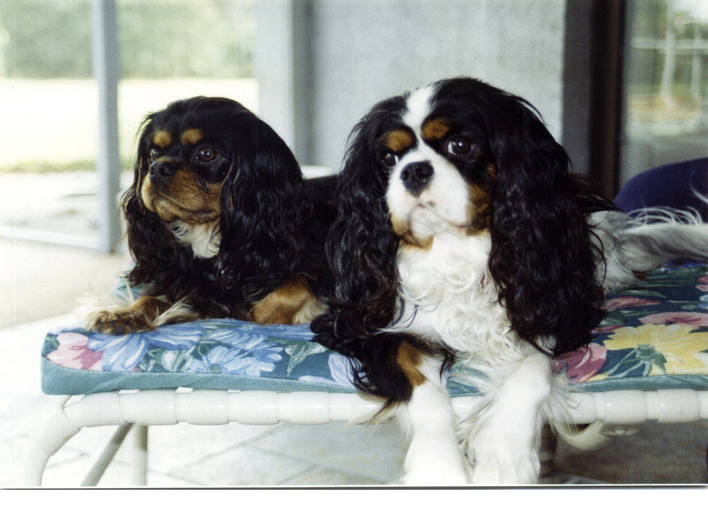 A Brief Repose-CavalierHealth.org Copyright © 2004 Blenheim Company