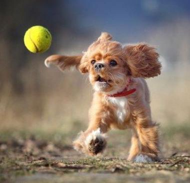 Ruby cavalier chasing a ball