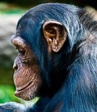 Chimpanzee