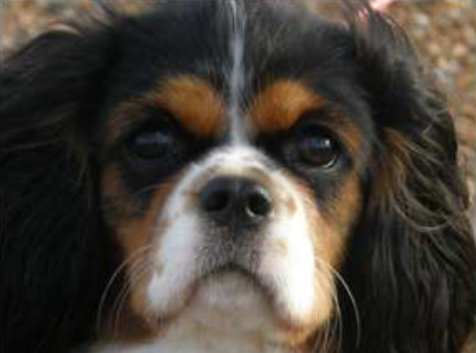 Same cavalier after medicated for SM pain