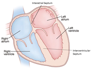 Interatrial Septum