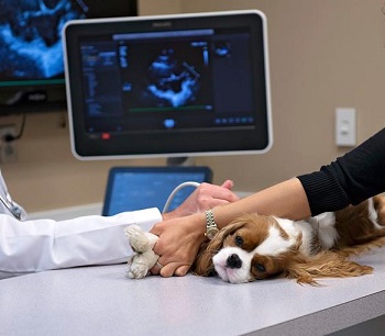 Cavalier having echocardiogram