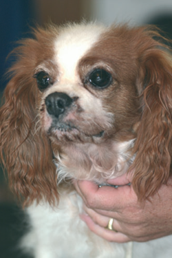 Adult Cavalier with Curly Coat Sybdrome