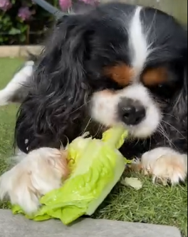 Lettuce Eating