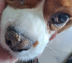 Necrolytic dermatitis