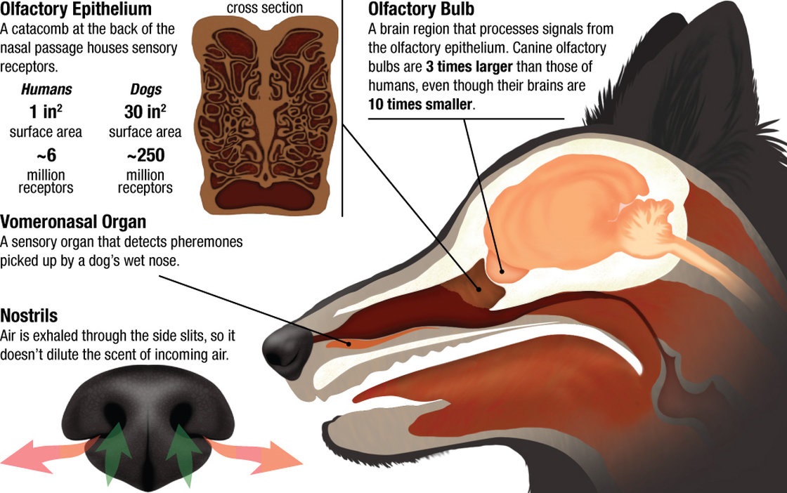 Слезная железа у собак. Вомероназальный орган у собак. Анатомия носа собаки. Строение носа собаки. Собачий нос анатомия.