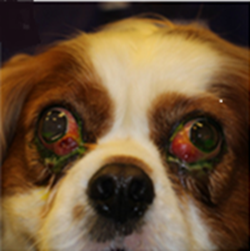 Canine bilateral zygomatic sialadenitis