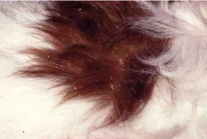 Cavalier with Cheyletiellosis